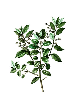 Vintage Evergreen Oak