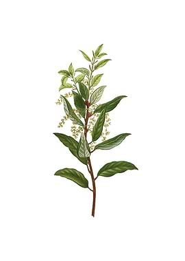 Vintage Evergreen Oak