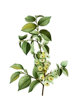 Vintage Field Elm on White