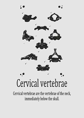 Cervical vertebrae