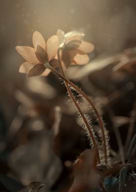 Flowering forest hepaticas