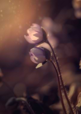 Hepatica nobilis in forest
