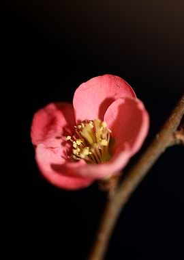 Chaenomeles flower blossom