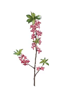 February Daphne Flowers