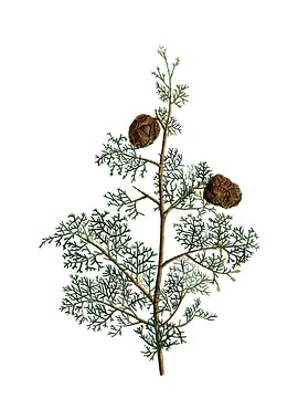 Mediterranean Cypress