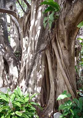 Caribbean Jungle Tree 1