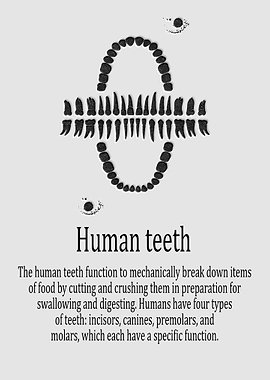 Human teeth