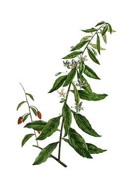 Vintage Goji Berry Tree