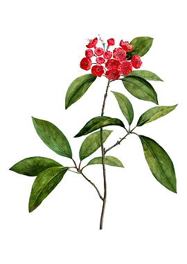 Mountain Laurel Branch