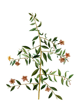 Vintage Goji Berry Branch