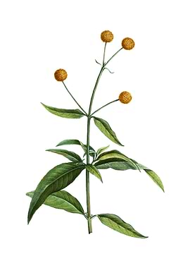 Vintage Orange Ball Tree