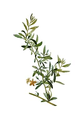 Vintage Goji Berry Branch