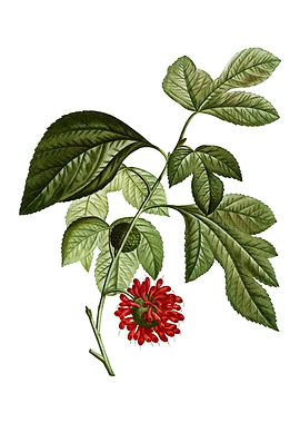 Paper Mulberry Flower