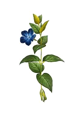 Greater Periwinkle Flower