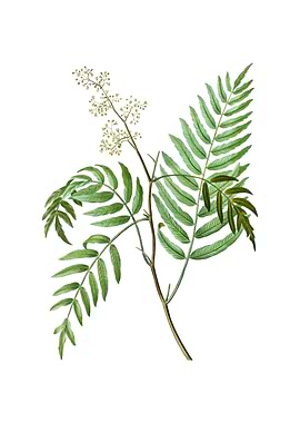 Vintage Peruvian Pepper