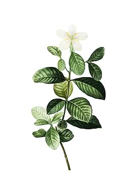 Vintage Gardenia on White