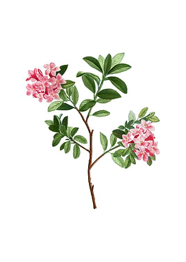 Vintage Hairy Alpenrose