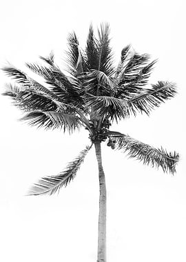 Tropical Beach Palm 2