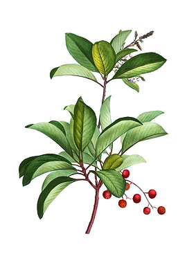 Greek Strawberry Tree