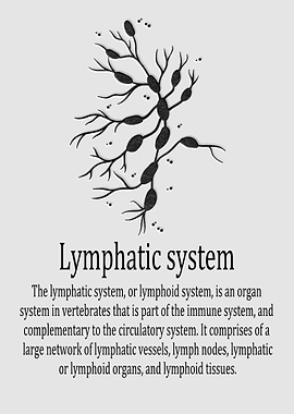 Lymphatic system