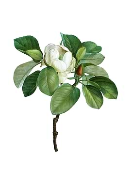 Vintage Magnolia Elegans