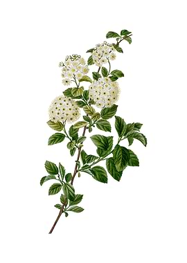 Germander Meadowsweet