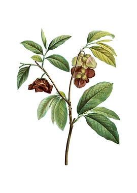 Vintage Papaw Tree Branch