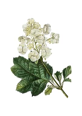 Vintage Oakleaf Hydrangea