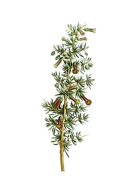 Vintage Kraal Honey Thorn