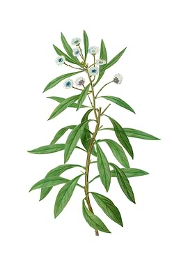 Vintage Globe Daisy Shrub