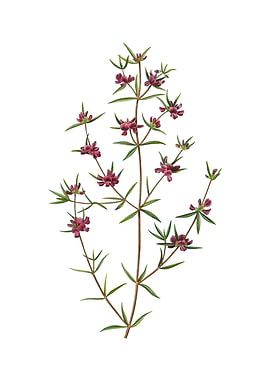 Heath Mirbelia Branch