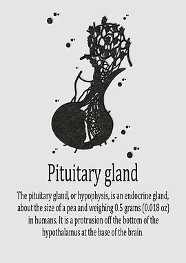 Pituitary gland