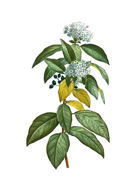 Vintage Laurustinus Flower