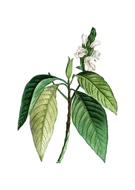 Vintage Malabar Nut Flower