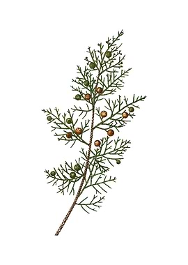 Vintage Phoenicean Juniper