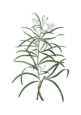 Narrow Leaved Spider