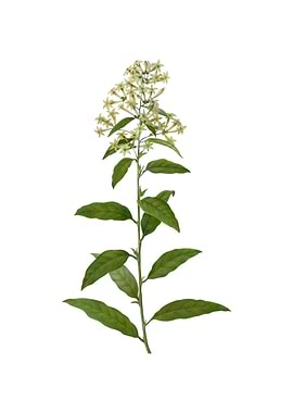 Vintage Green Cestrum