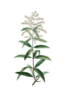 Lemon Verbena Branch