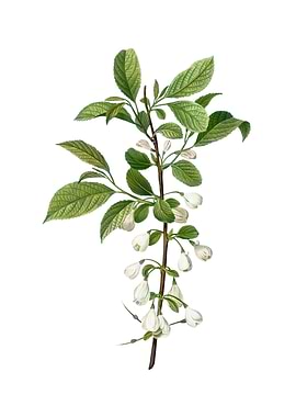 Mountain Silverbell Flower