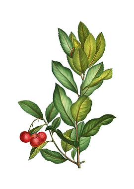 Strawberry Tree Branch