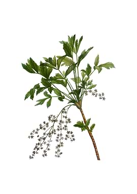 Vintage Shrub Yellowroot