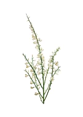 Vintage White Broom Flower