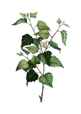 Vintage Silver Birch