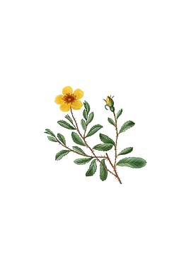 Vintage Sweetbriar Rose