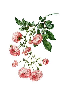 Vintage Pink Rambler Roses