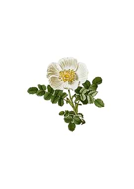 Vintage White Burnet Rose