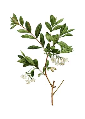 White Honeysuckle Plant