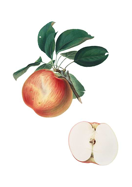 Vintage Apple on White