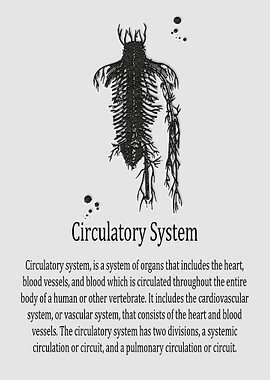 Circulatory System