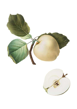 Vintage Astracan Apple